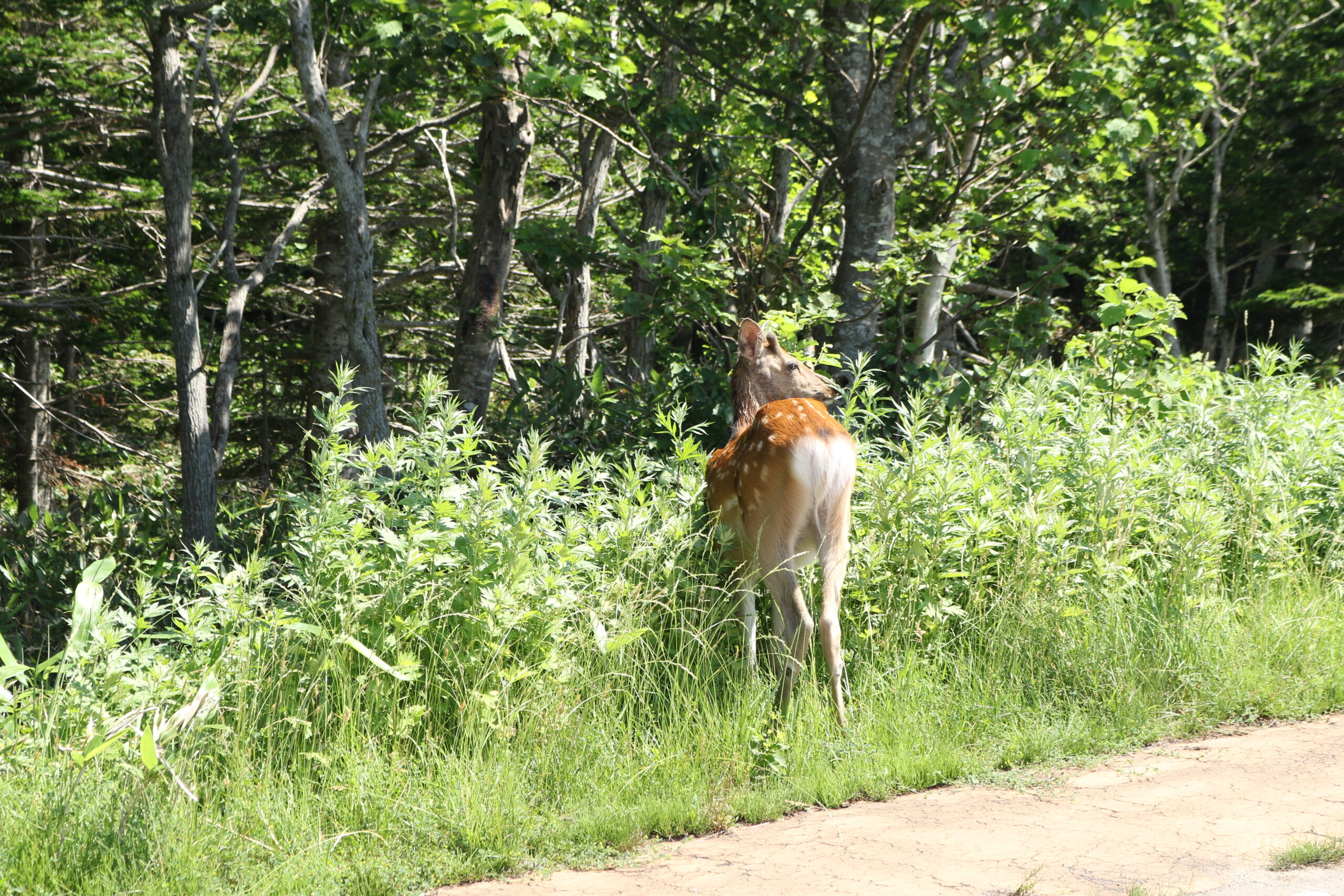 A quiet landscape in Japan, capturing a peaceful moment.