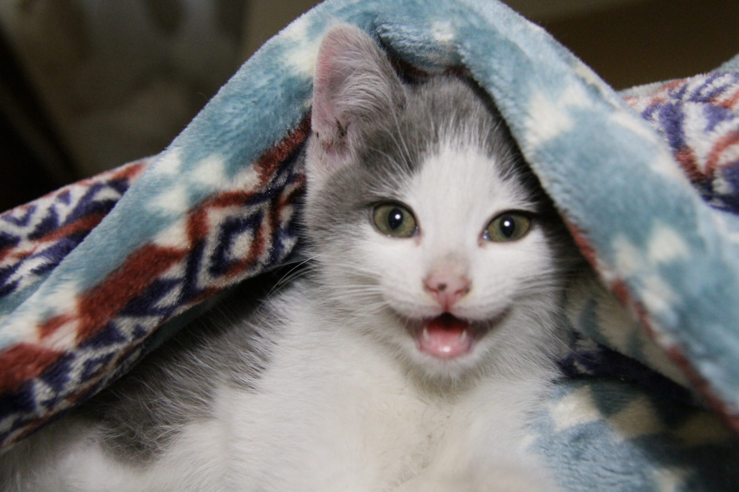 A rescued animal and the quiet story of recovery and care.