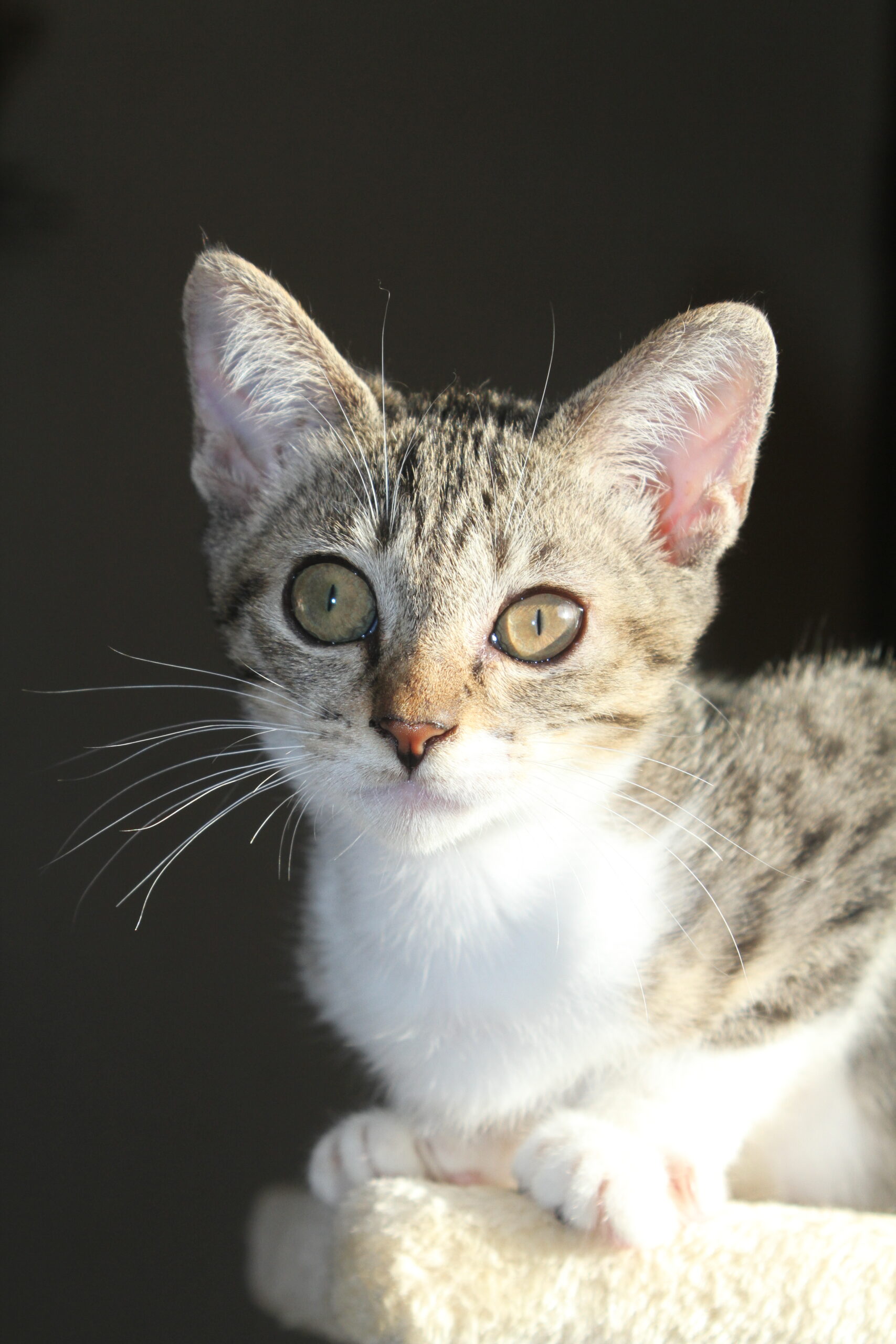 A rescued kitten slowly recovering and finding a family.
