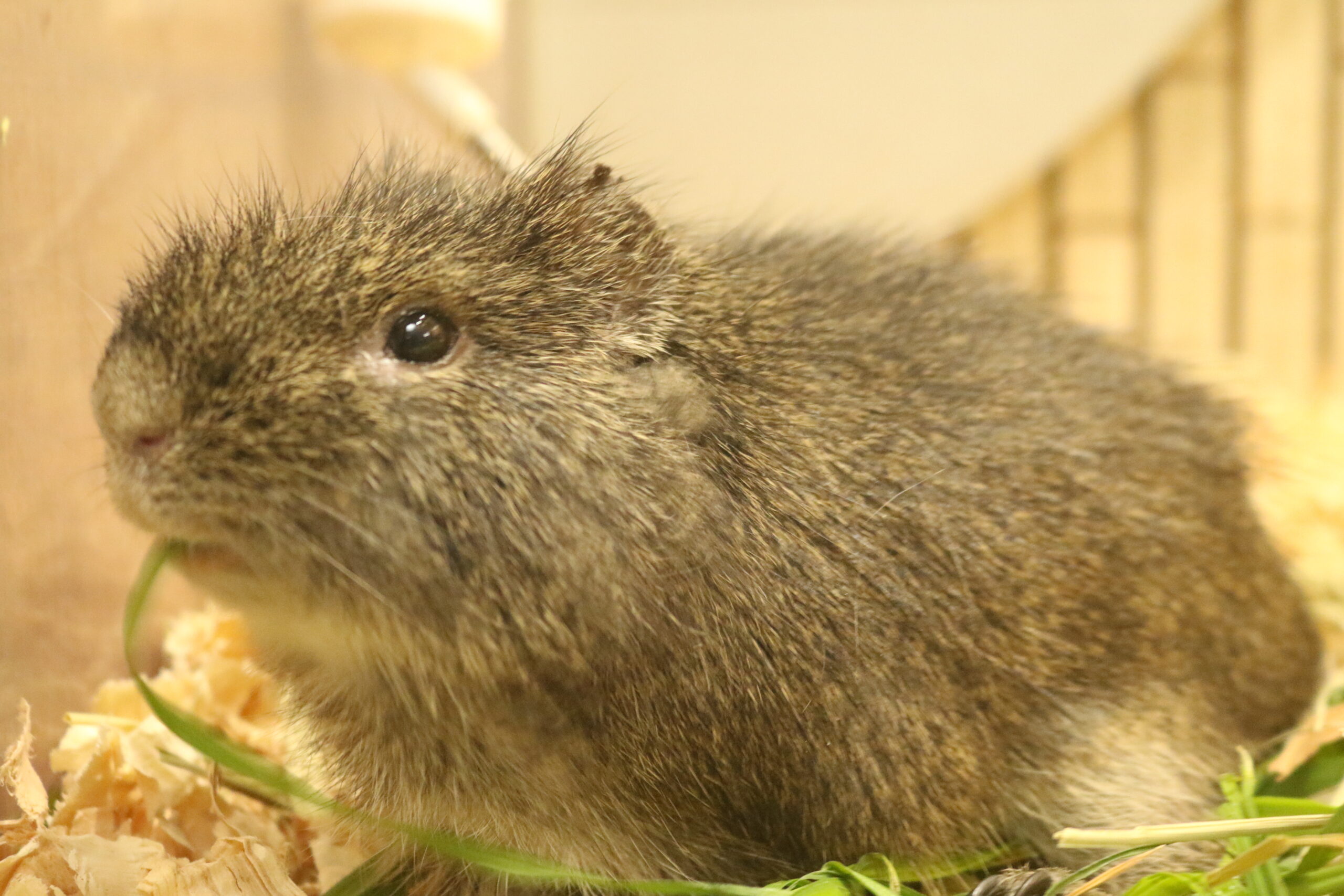 パンパステンジクネズミ