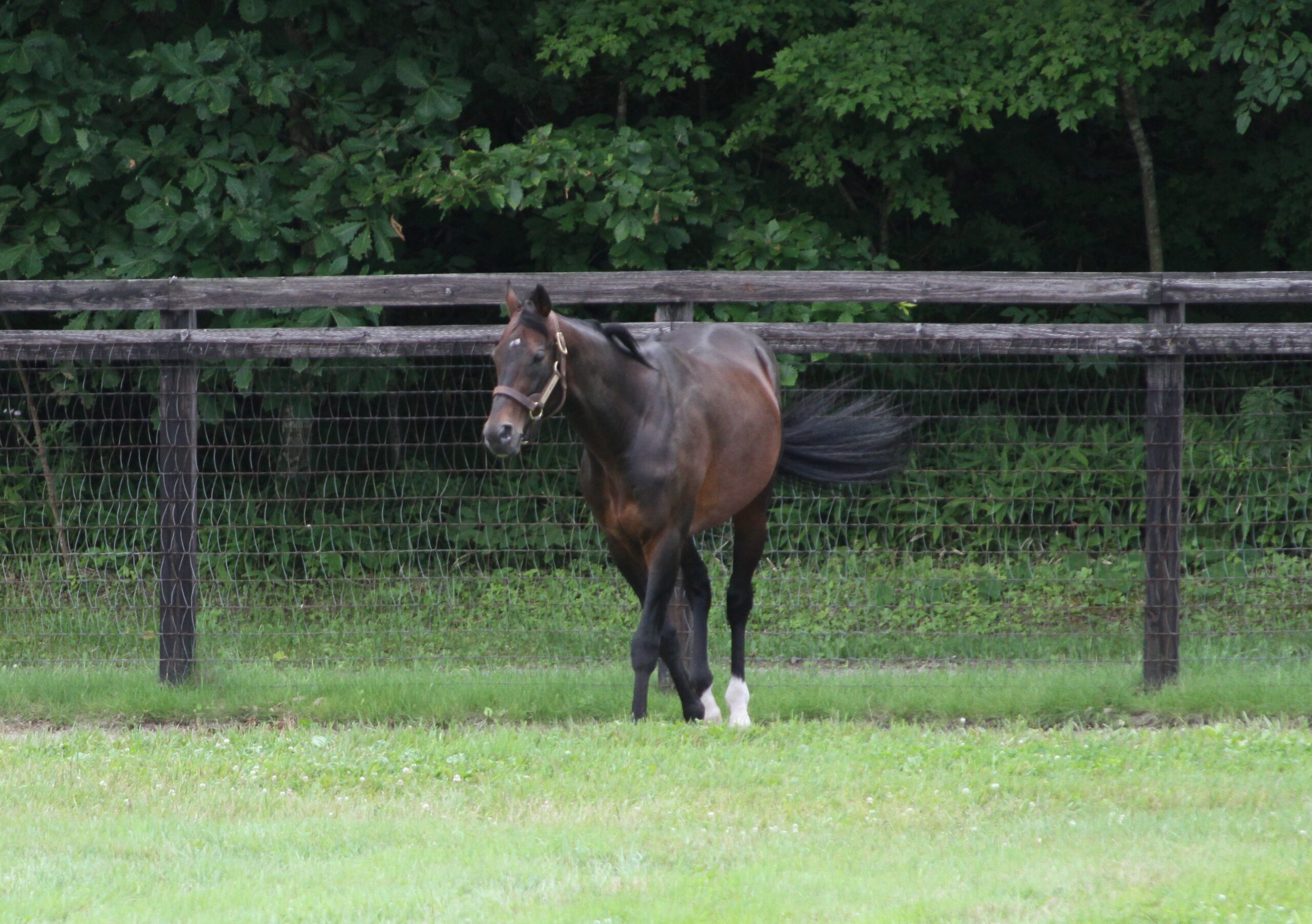 2016年7月、社台スタリオンステーションの放牧地を歩く種牡馬