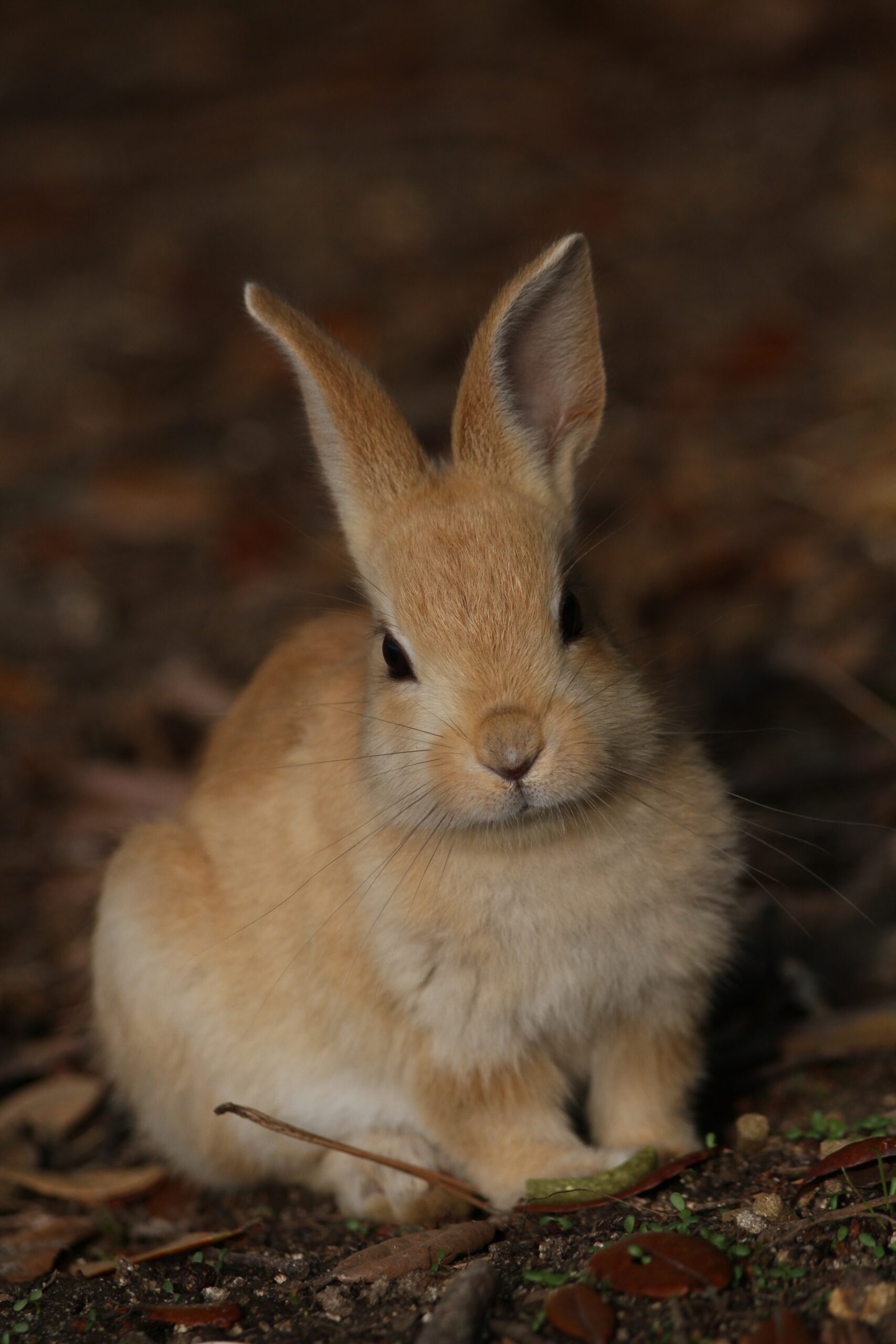 Signboard of Okunoshima Island in Setonaikai National Park with calm sea and green mountains in the background, Takehara City, Hiroshima, Japan