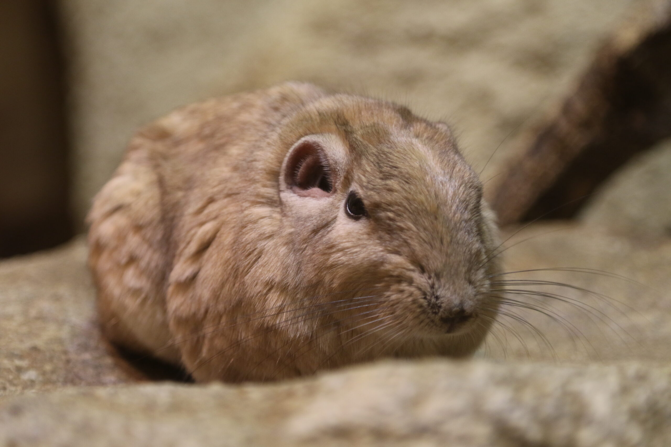 小動物グッディ