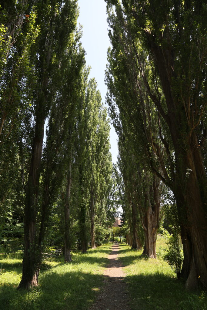 北海道大学構内のポプラ並木
